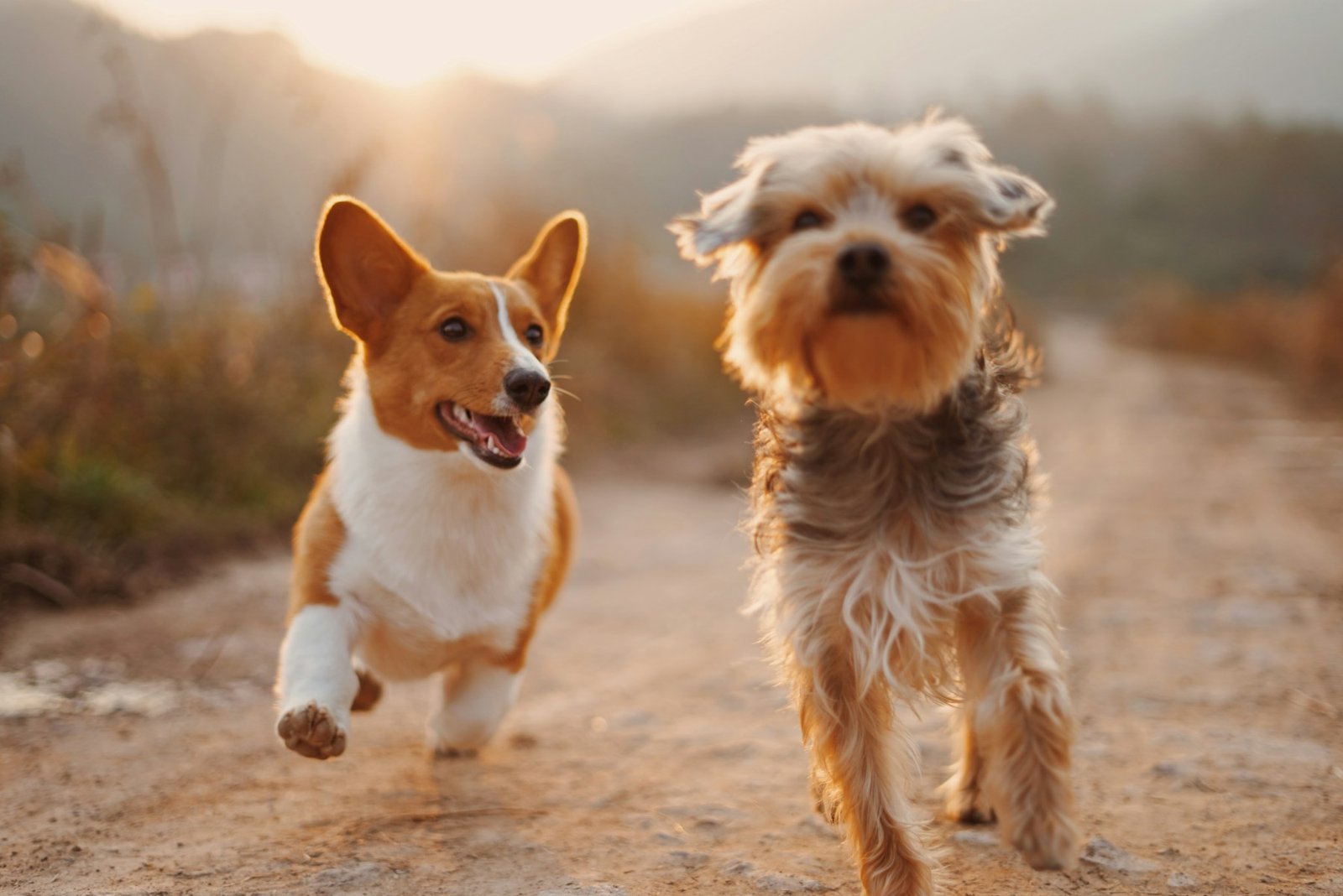 Moving house with pets, without traumatising them